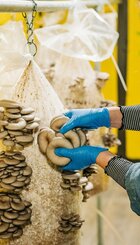 Harvesting Oyster mushrooms at our farm.